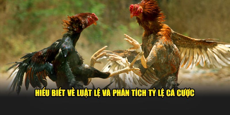 Hiểu biết về luật lệ và phân tích tỷ lệ cá cược