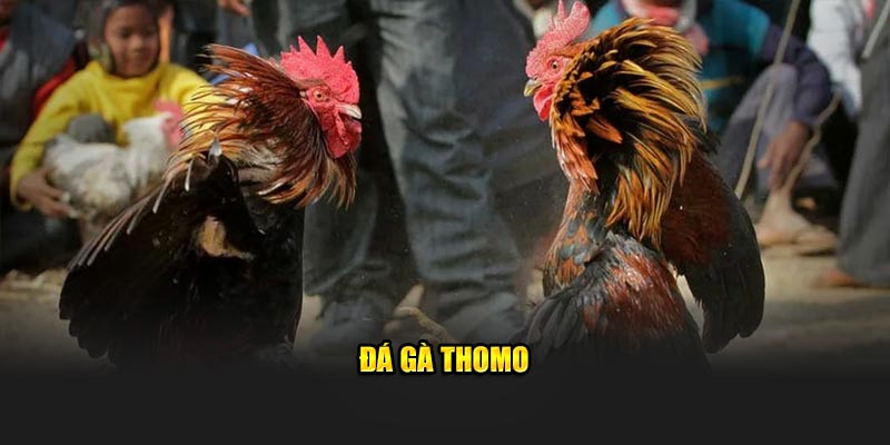 Đá gà thomo hấp dẫn